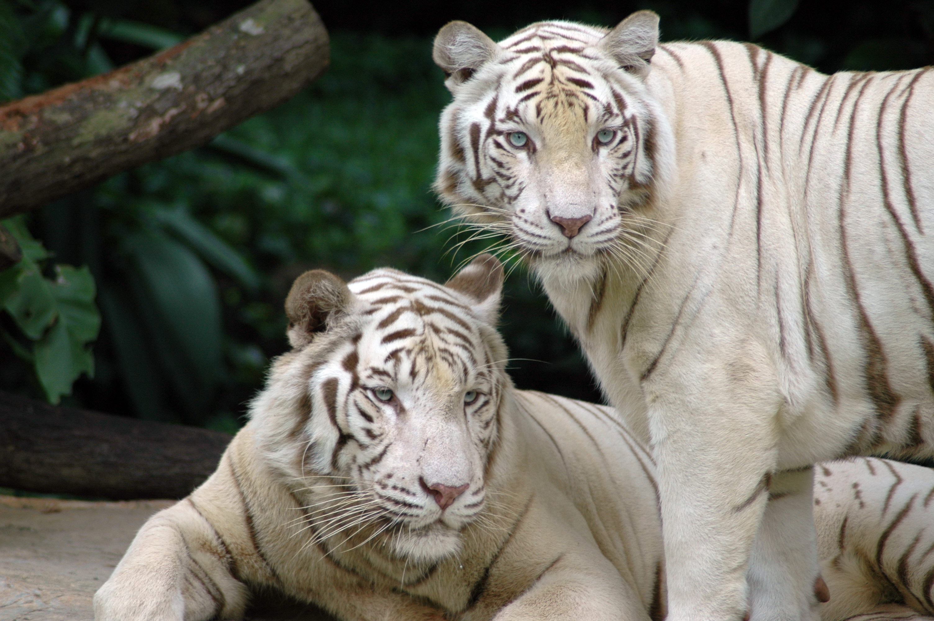 Singapore_Zoo_Tigers.jpg