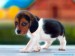 beagle-puppy.JPG