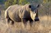 rhinoceros.jpg
